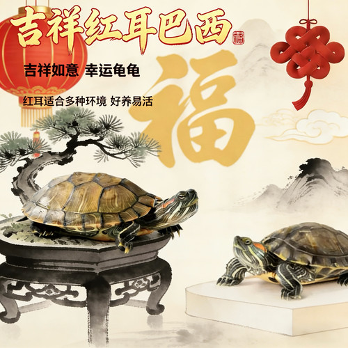 红耳巴西龟认主好养耐活观赏