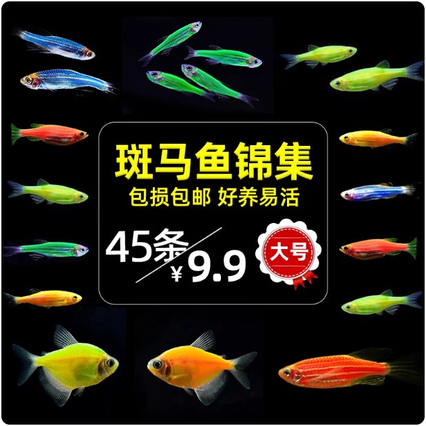 七彩斑马鱼孔雀鱼好养耐活热带观赏鱼红绿灯鱼淡水金鱼苗小型灯科