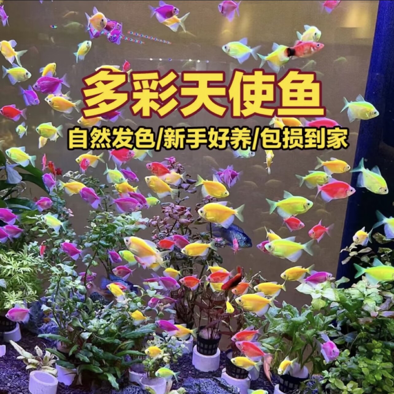 天使鱼观赏鱼活鱼大号群游活体斑马孔雀热带鱼小型鱼淡水好养耐活