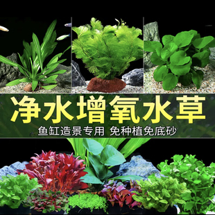 鱼缸真水草鱼缸造景套餐净化水质懒人鱼缸水草植物直接入缸蜈蚣草