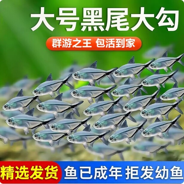 黑尾大勾黑尾旗热带鱼观赏鱼草缸群游鱼小型鱼活体鱼包活黑尾灯鱼