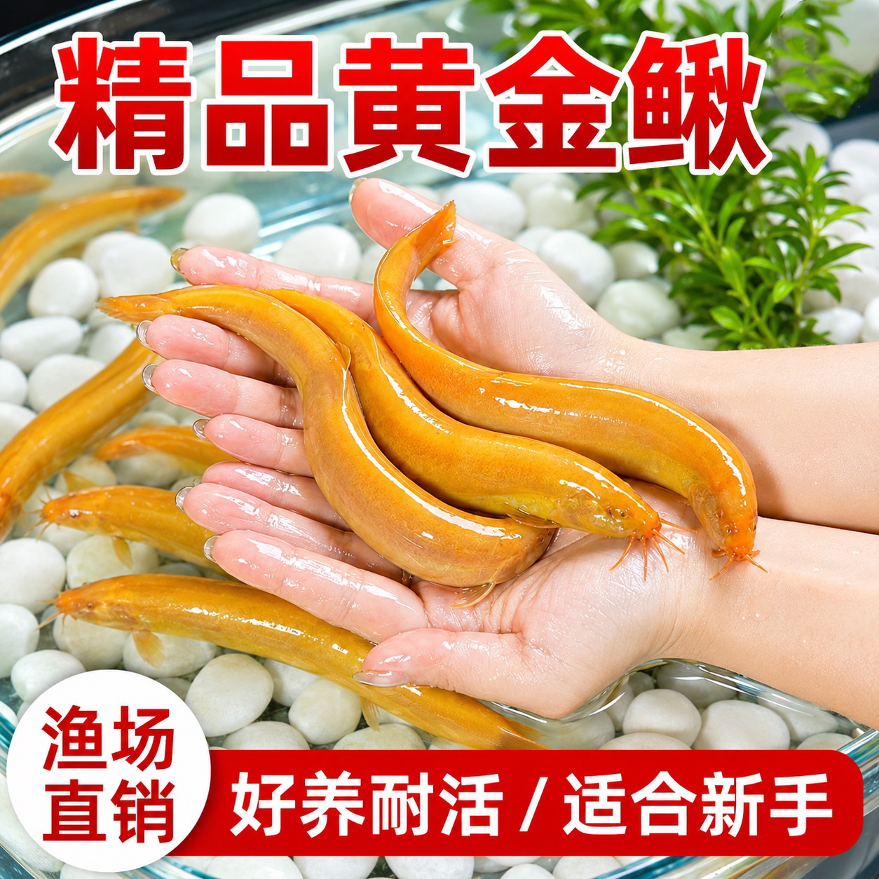 黄金泥鳅活体清道夫免打氧耐活图片