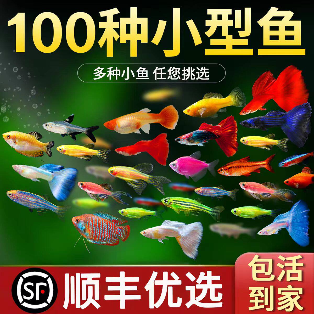 热带观赏鱼七彩斑马鱼小型孔雀顺丰包邮蝶翼精品孔雀红绿灯科活体