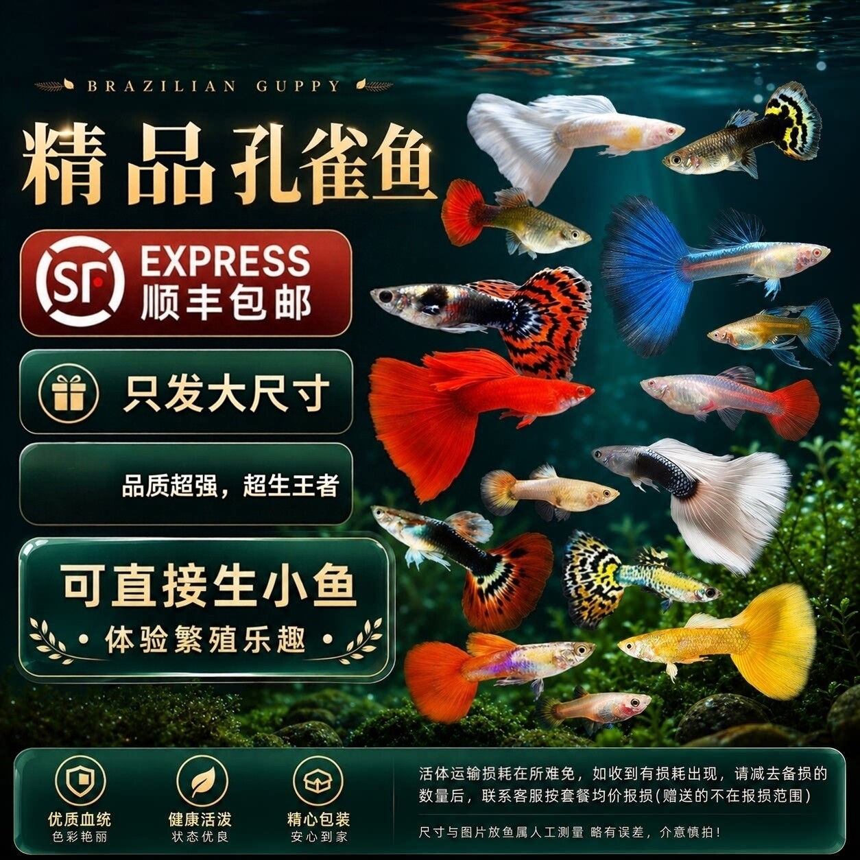 孔雀鱼热带淡水小型观赏鱼精品好养活凤尾鱼胎生宠物鱼好养易饲养