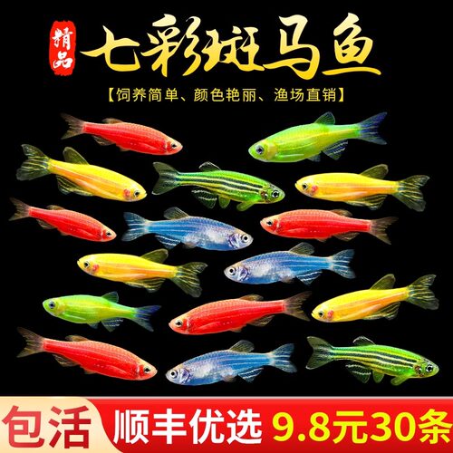 七彩斑马鱼孔雀鱼观赏鱼好养耐活