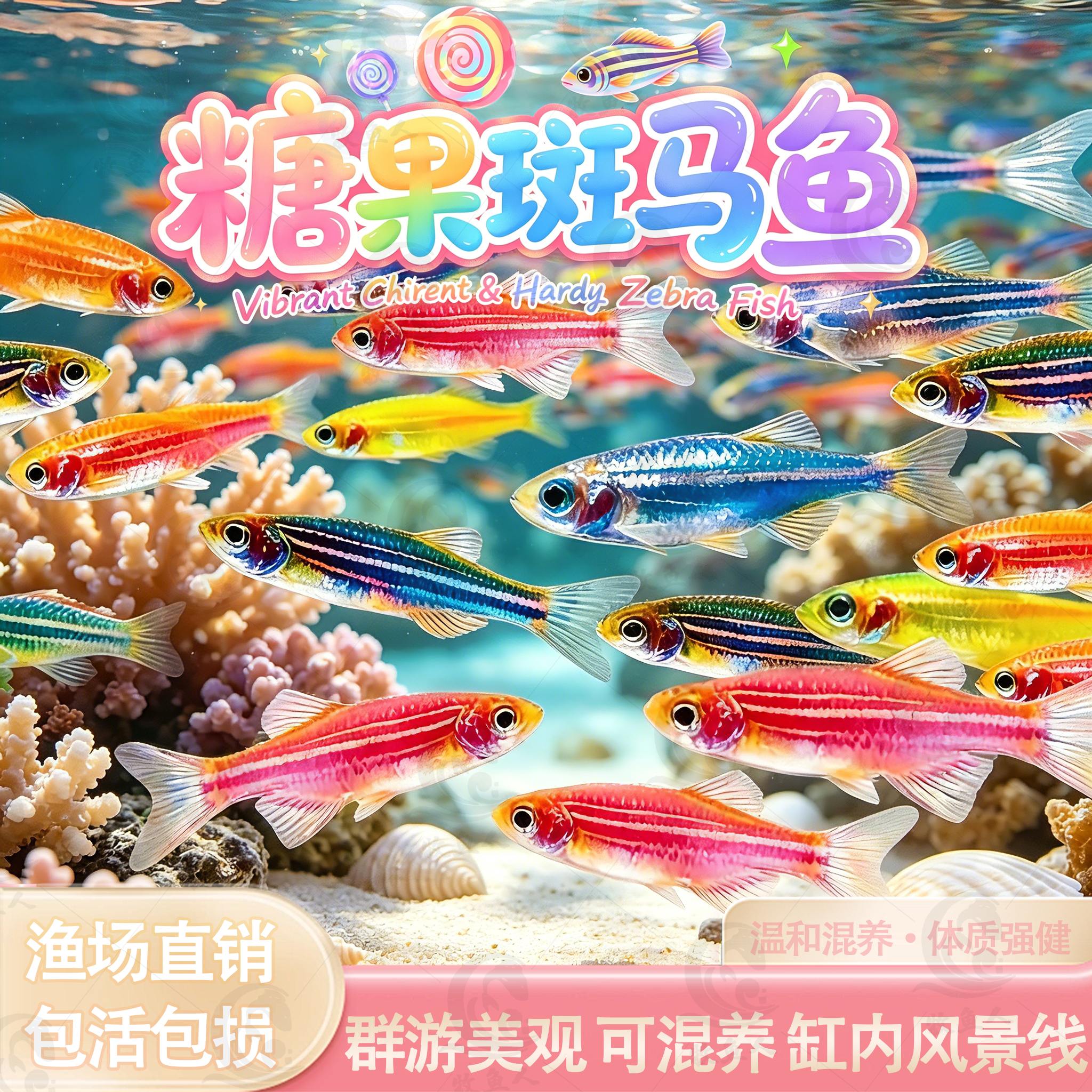 七彩糖果斑马鱼孔雀鱼观赏鱼群游鱼小型热带鱼灯科鱼淡水好养耐活
