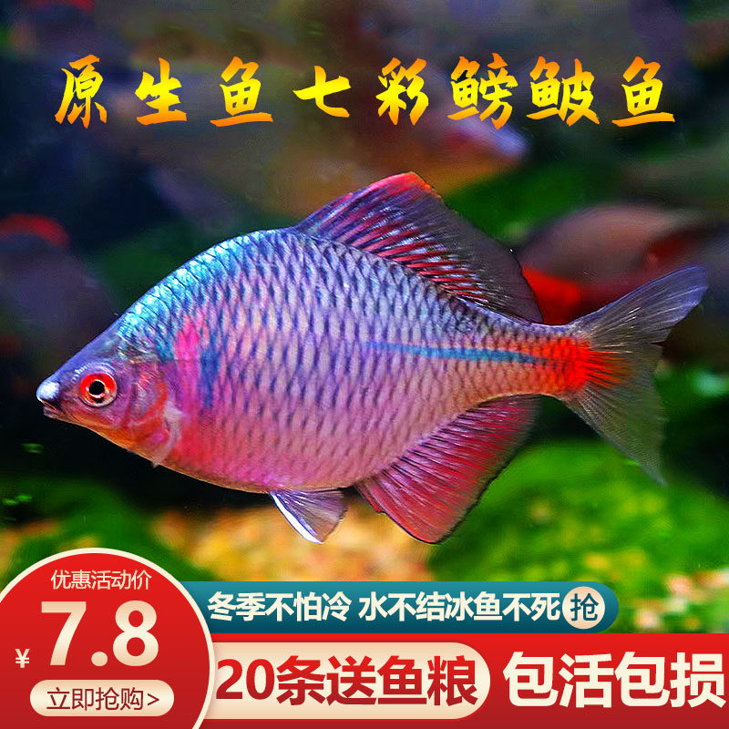 七彩鳑鲏鱼观赏鱼冷水鱼原生鱼旁皮鱼旁皮活体小型淡水鱼好养耐活