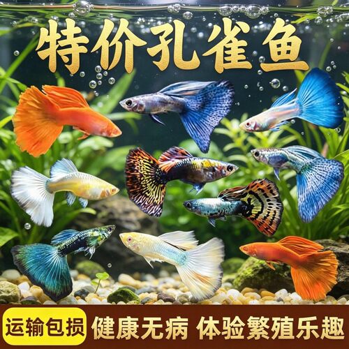 纯种热带淡水胎生孔雀鱼苗凤尾鱼