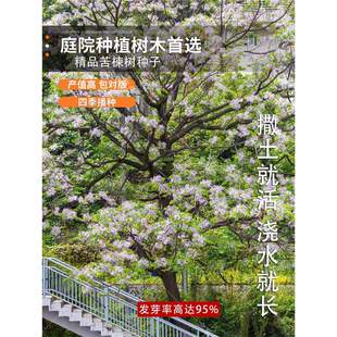 新采苦楝树种子 楝树紫花树种子 苦楝种子楝枣种子苦楝子种籽