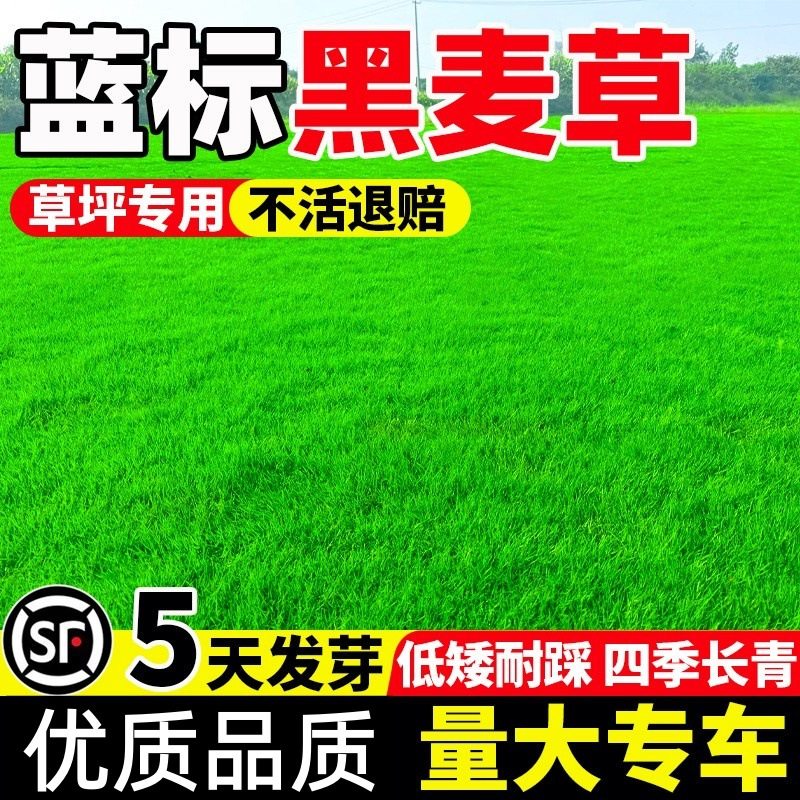 四季常青蓝标黑麦草草籽矮生庭院别墅公园草坪基地绿化草坪种子孑