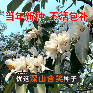 深山含笑种子又名含笑花种子 乐昌含笑种子红花含笑树种籽