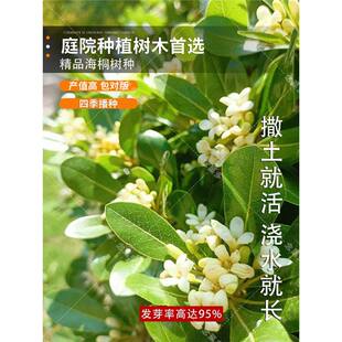 新采四季常青乔木海桐种子海桐树苗籽海桐花山矾宝珠香山瑞香种子