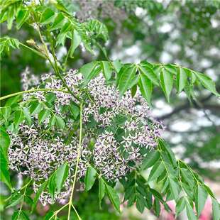 新采苦楝树种子 苦楝种子 楝树紫花树种子楝枣种子苦楝子种籽