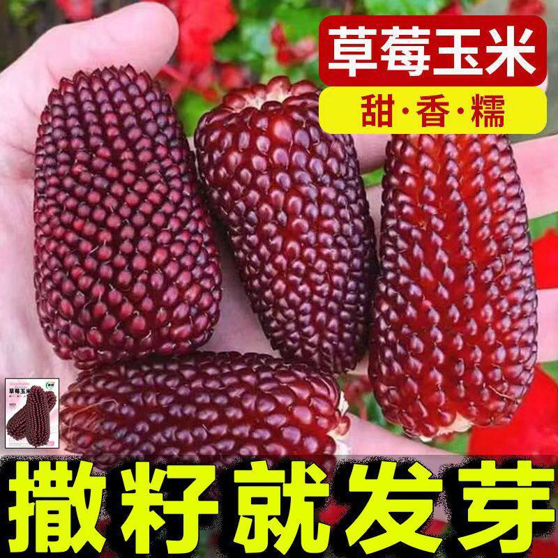 草莓玉米种子水果菠萝玉米种子小花卉林木种子/种苗/