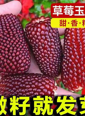 草莓玉米种子水果菠萝玉米种子小玉米迷你超小袖珍文玩玉米种子籽