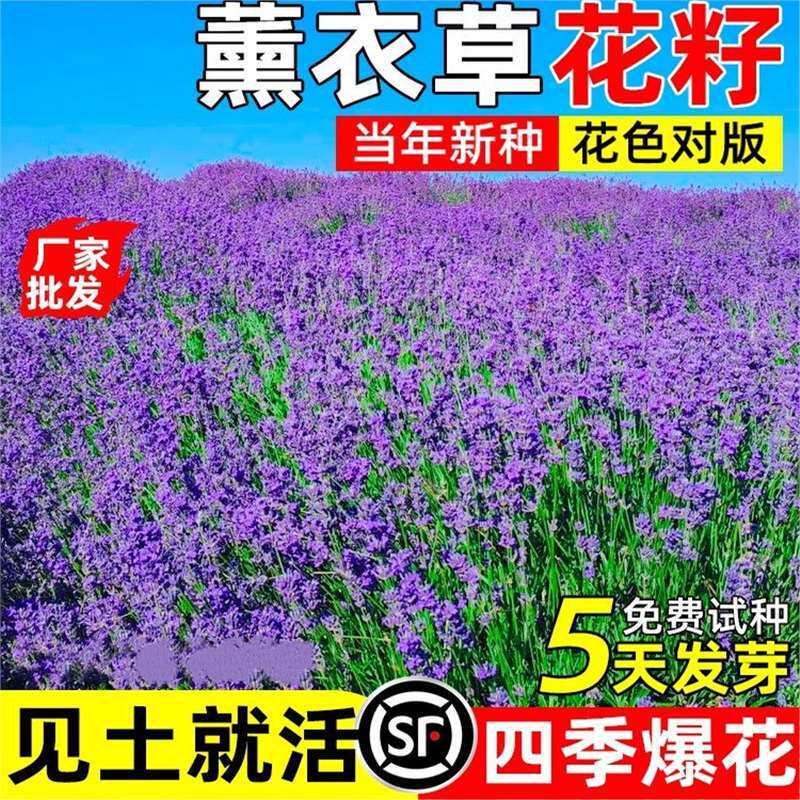 薰衣草花籽四季开花花种子庭院别花卉林木种子/种苗/