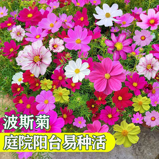 波斯菊种子混色四季开花七彩野花组合格桑花种子矮杆庭院阳台花籽