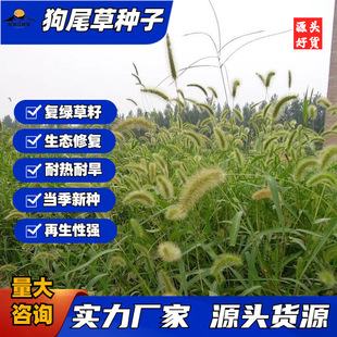 狗尾草种子狼尾草籽化护坡工地耐旱耐热生态复绿狗尾巴草种籽