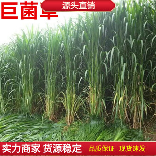 新型特高产巨菌草种子多年生高产牧草种子甜象草皇竹草种子包邮