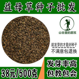 散装益母草种子新鲜益母草种籽四季种植还有红花丹参当归种孑