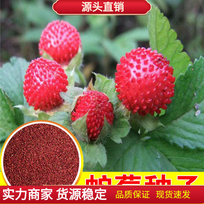 蛇莓种子 野生草莓多年生园林地被花籽草坪点缀 庭院盆栽花卉种子