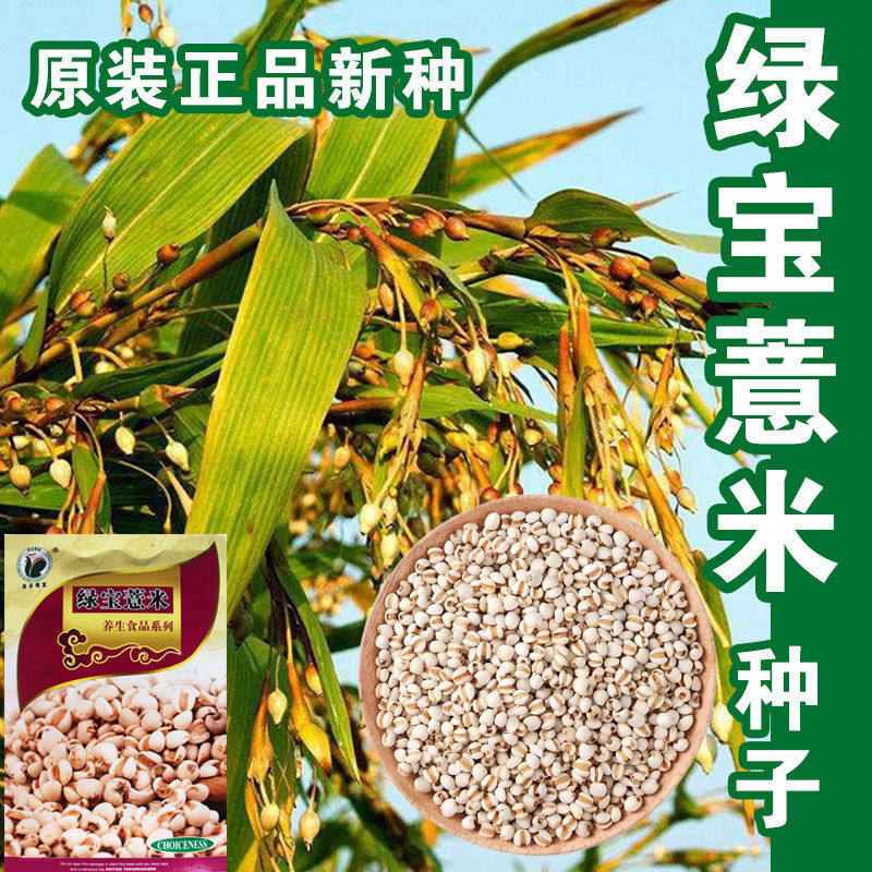 绿宝薏米种子药食两用薏米仁种籽薏苡苡仁六谷子四季播五谷杂粮籽