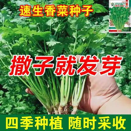【免破壳】耐寒四季速生香菜种子三天出大叶芫荽种籽农家阳台盆栽