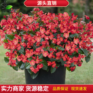 大花四季海棠比哥春秋播花卉种子四季播种四季开花花期不断