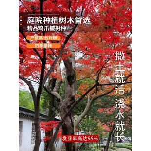 鸡爪槭树团扇枫羽毛枫鸡爪槭流泉约旦黄金枫马洋亭下一物一拍