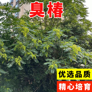 新采臭椿树林木种子臭椿种子乔木 造林树苗籽 红油香椿种子