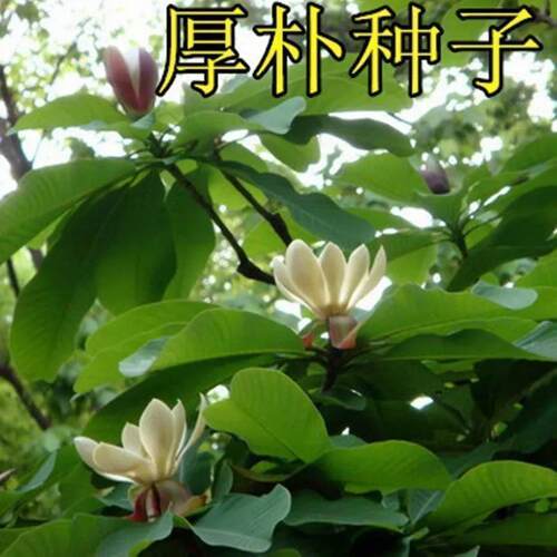 新采种子 新采厚朴种子 精选优质厚朴树种子 可用作园林绿化