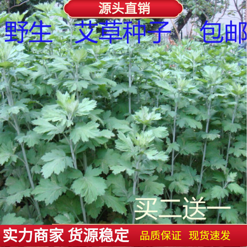 野生香艾草种子四季种植食用艾叶艾蒿五月艾斩艾种子 迷迭香种子图片