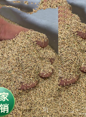 高尔夫球场低矮四季青草坪 本特草草籽 本特草 匍匐剪股颖