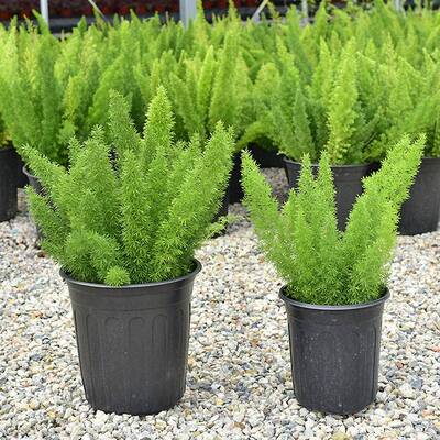 狐尾天门冬盆年栽狐尾天门窗台阳观台庭院耐热叶植物四季常青多生