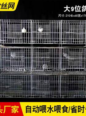 号9位元大鸽宝笼养殖专用信XCZ鸽配对繁殖鸽笼三层鸽场舍棚元宝鸽