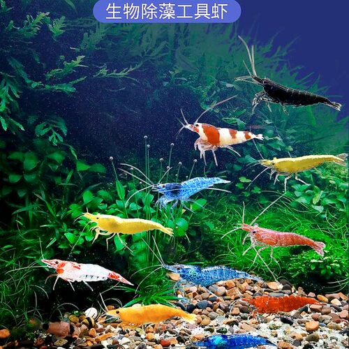 观赏虾七彩品种混养好养耐活鱼缸除藻清洁虾新手养殖