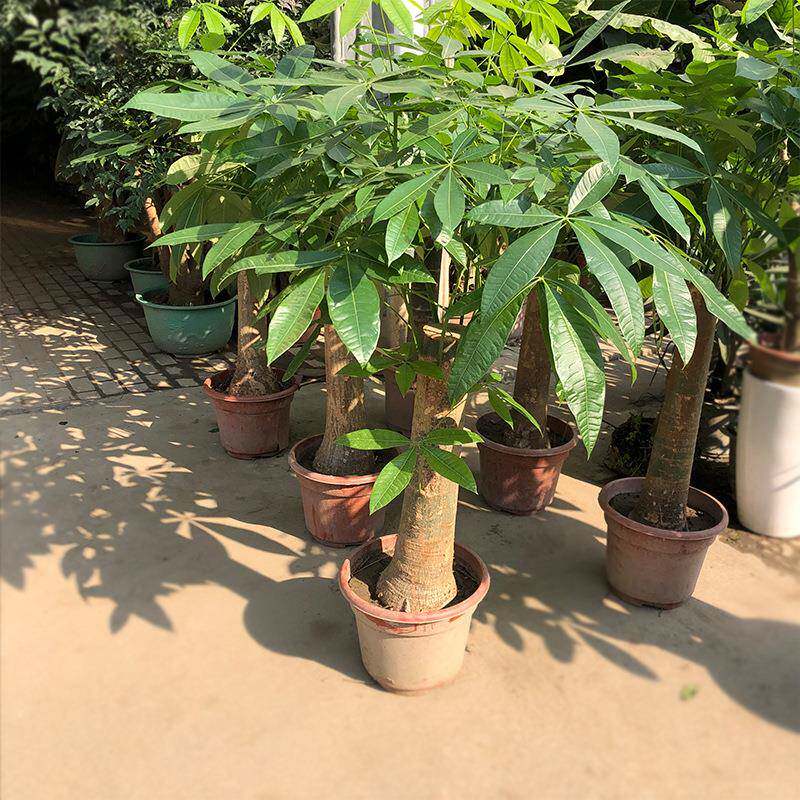 发财树盆栽光瓜栗马拉巴栗园林绿化园艺花卉基地盆栽绿植