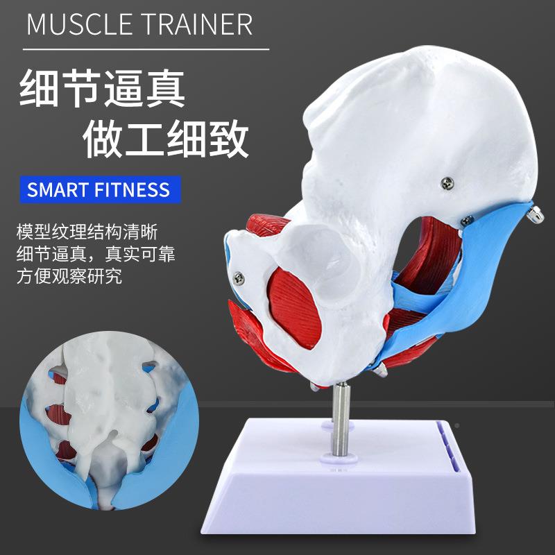女性骨盆无品牌/模型及盆模底肌子模教型宫型盆骨分娩助产学模型