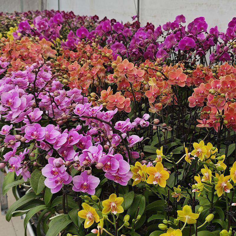 蝴厂家直供蝶兰花苗花带花四期苞鲜花花卉绿植带盆栽季兰花室内好