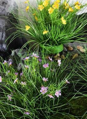 仿摆堆真蒲草家居装饰仿真绿植插花塑料草件团草室内地面OUU橱窗