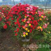型月季 开花室观造赏卉浓香大花月季 花苗外嫁接树花形463月季 四季