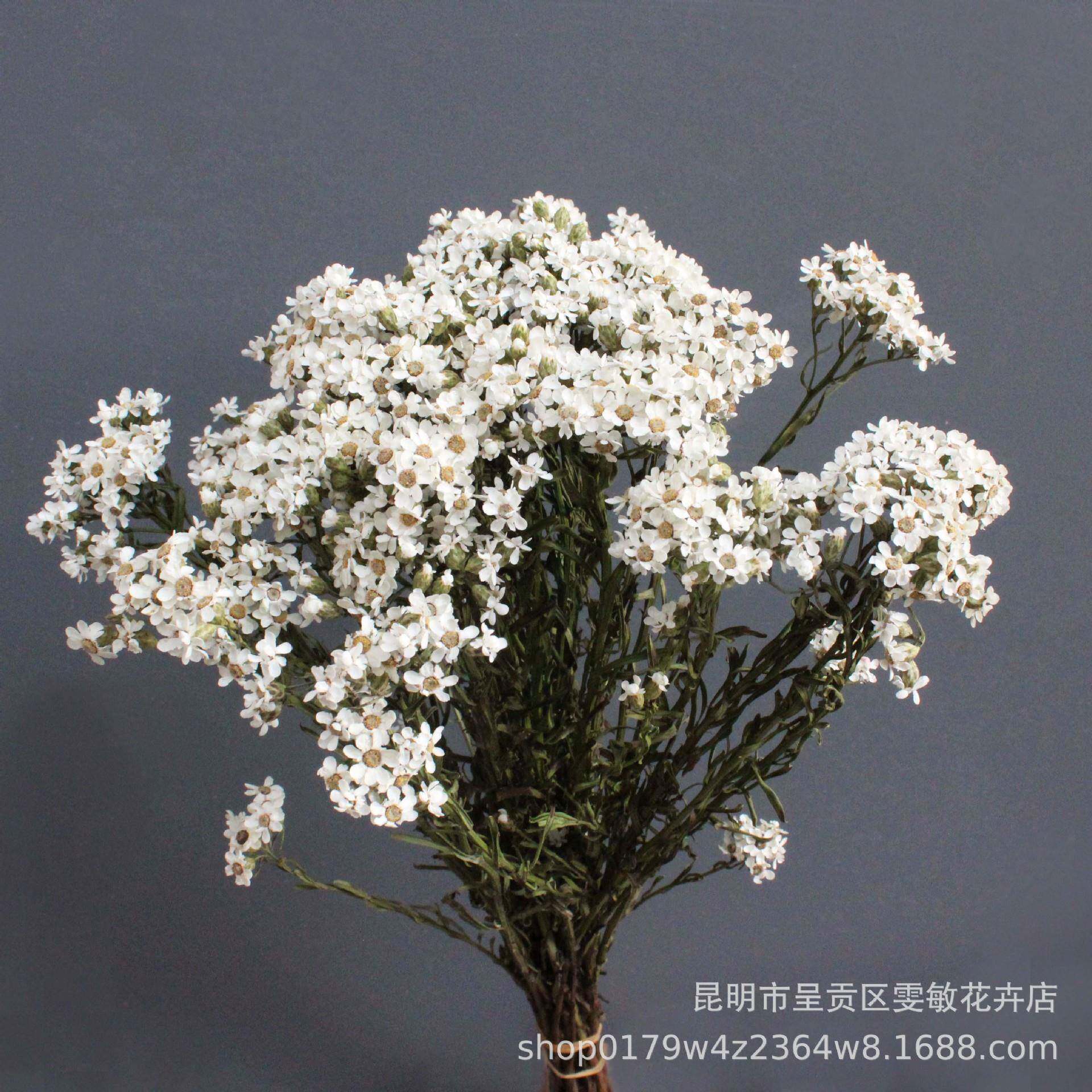 【重植瓣法FGBM-88国菊白梅】干花白梅小花自然家居物装饰拍照插