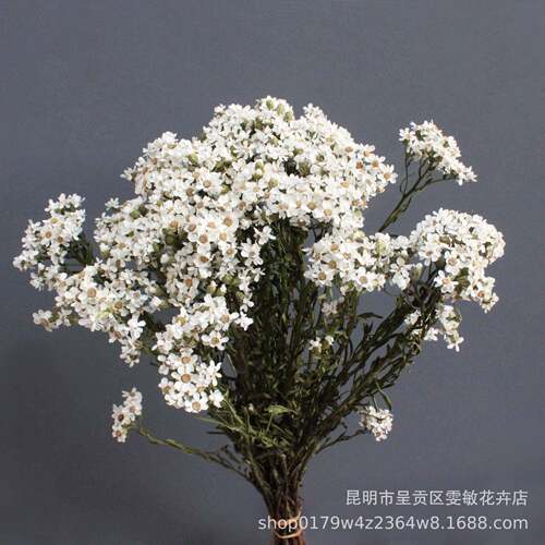 【重植瓣法FGBM-88国菊白梅】干花白梅小花自然家居物装饰拍照插