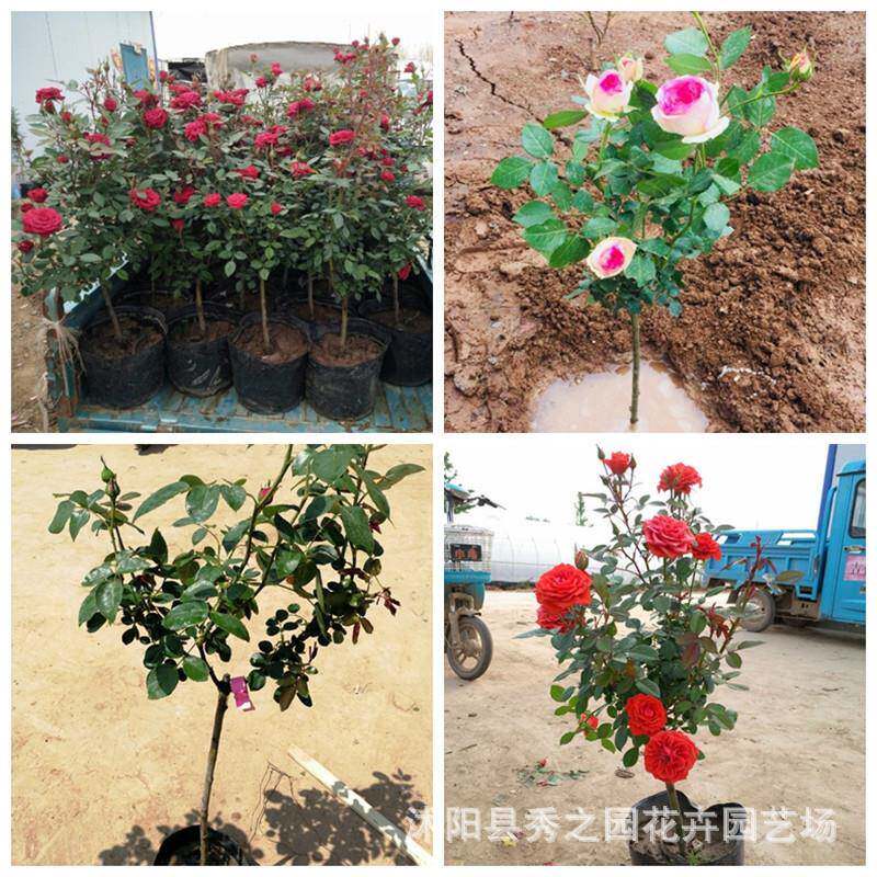 高杆月季花绿化树桩桩老玫树瑰月季花苗盆栽花桩月季棒棒糖树881