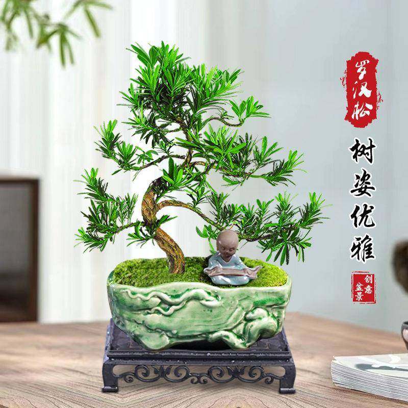 雀罗汉中小型盆松盆面景老桩植物栽舌树苗造型树室内花绿植桌微景,鲜花速递/花卉仿真/绿植园艺,造型盆景,淘宝优惠券,粉丝福利购,淘宝优惠卷
