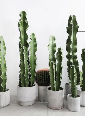 室内景橱装窗饰摆件大型植植场物北欧仙人柱假绿仙人ROR球仿真仙