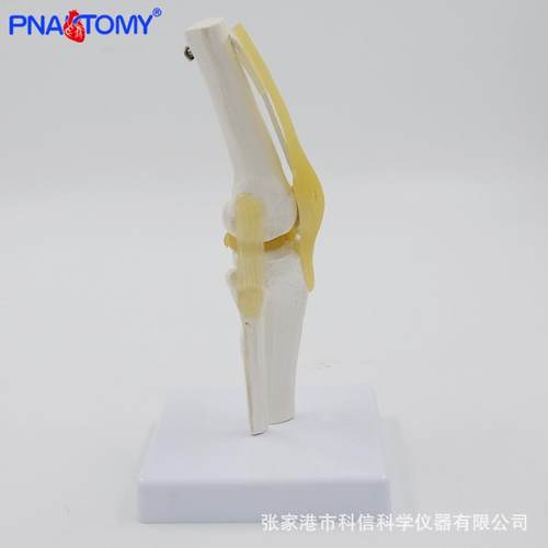 小型膝节模型可弯曲品韧996带医学关礼人体骨骼教解剖具股骨康复