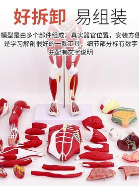 人体全身M肌肉附内脏器官解剖模模54725型医学人体肌肉模型C80肌