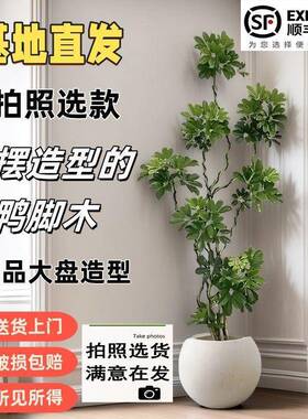 鸭脚木客人厅大栽办公室内外大型绿造型鸭掌植木落地AL100501懒四