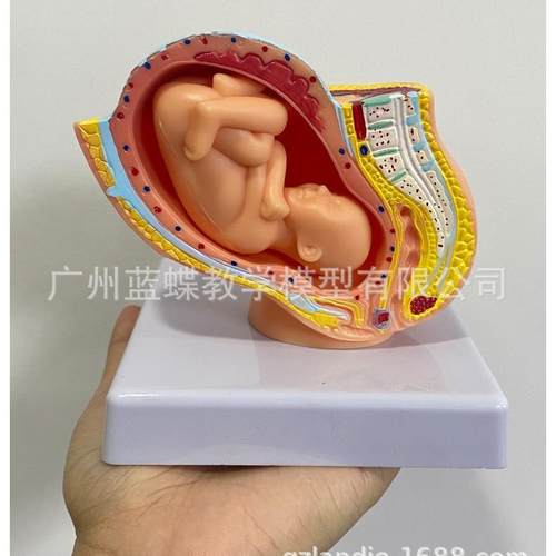 女性腔附足月胎儿模型788妊娠胚发育九个月儿胎子宫盆胎模型胎儿